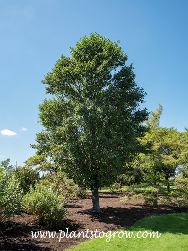 Pyramidal European Black Alder( Alnus glutinosa pyramidalis)